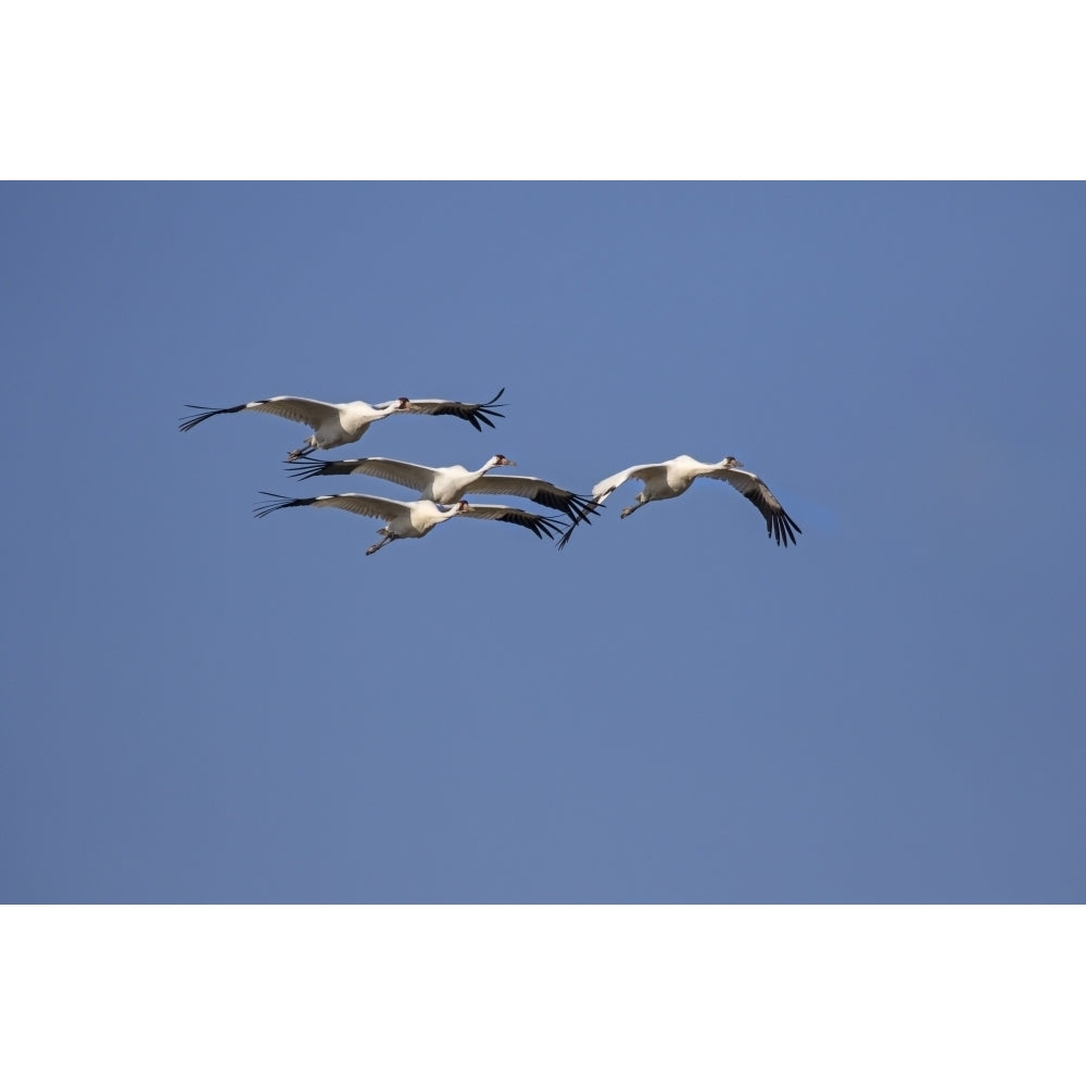 Whooping cranes flock flying. Poster Print by Larry Ditto Image 1