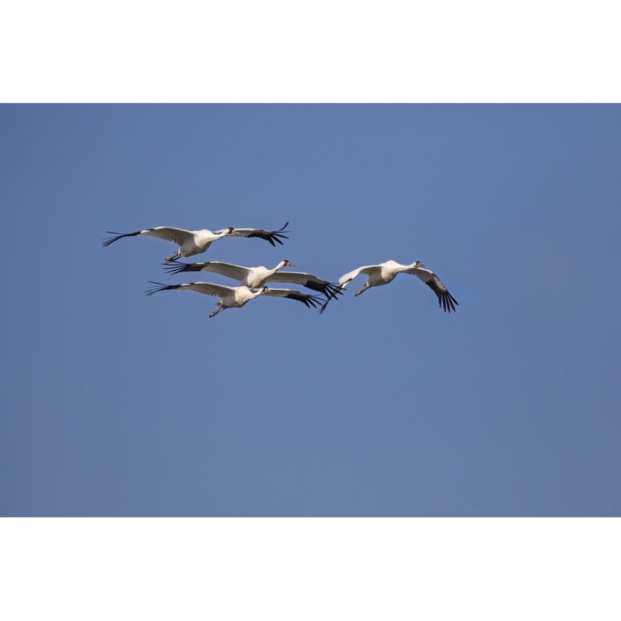 Whooping cranes flock flying. Poster Print by Larry Ditto Image 1