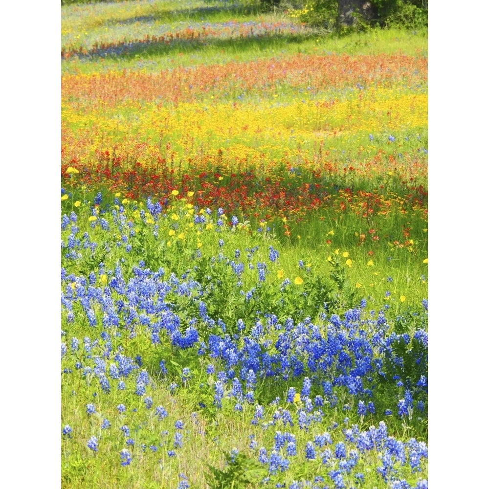 Wildflowers along Highway 29 between Llano and Buchanan Dam Texas Hill Country Poster Print by Sylvia Gulin Image 1