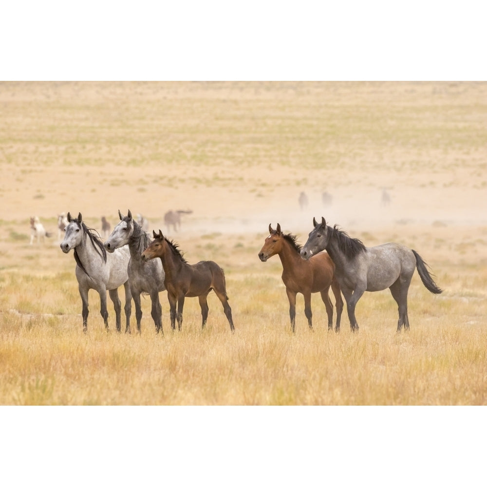 USA Utah Tooele County. Wild horses alert. Poster Print by Jaynes Gallery Image 1