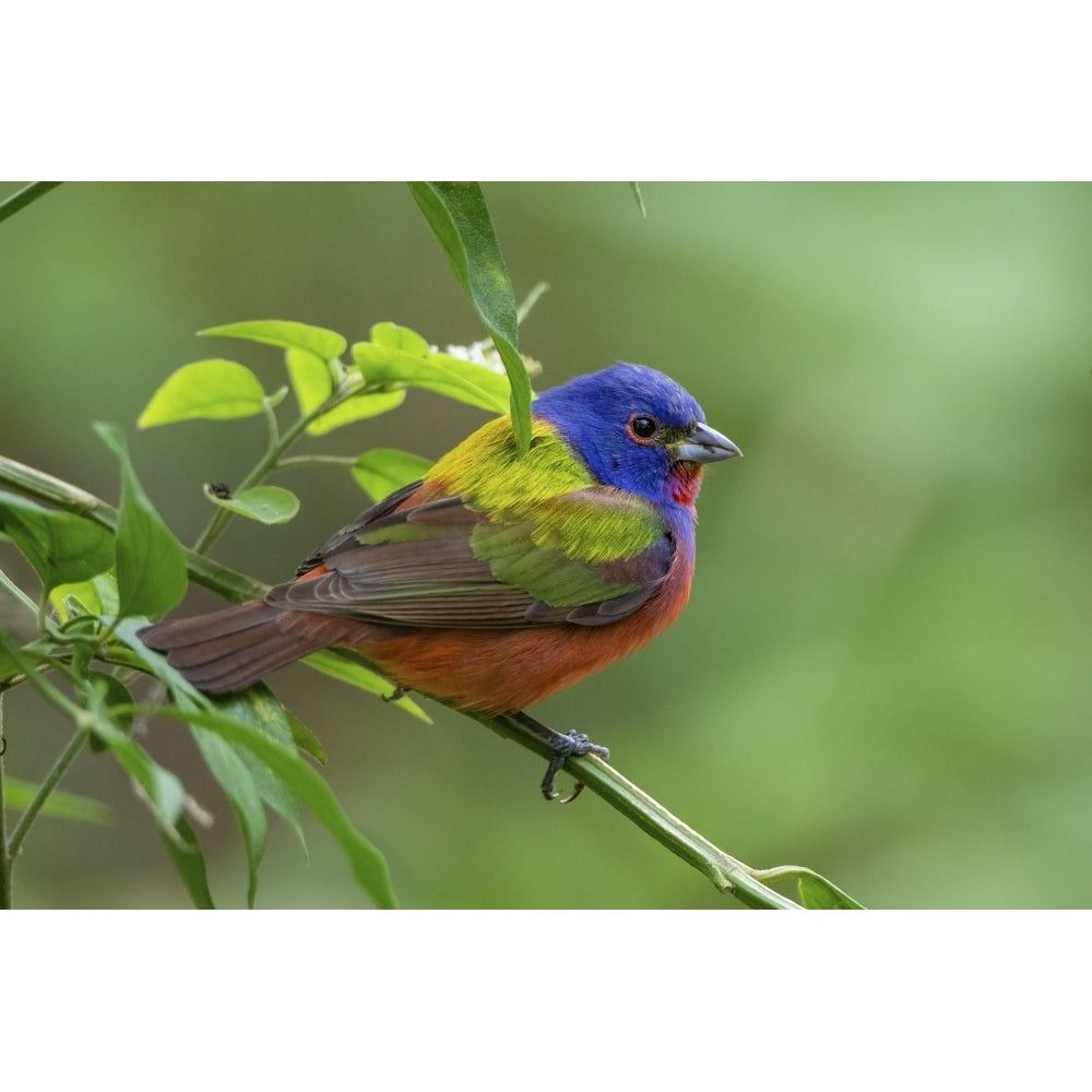 Painted bunting male foraging. Poster Print by Larry Ditto Image 1