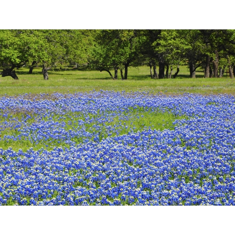 Springtime bloom of bluebonnets and paintbrush near Lake Buchanan Dam Texas Hill Country Poster Print by Sylvia Gulin Image 1