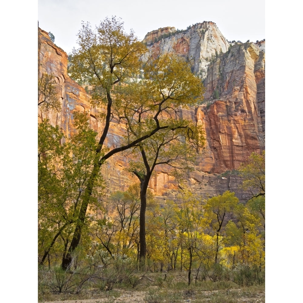 Utah Zion National Park Poster Print by Jamie and Judy Wild Image 1