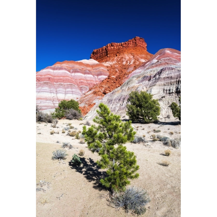 Evening light on the Cockscomb Grand Staircase-Escalante National Monument Utah USA Poster Print by Russ Bishop Image 1