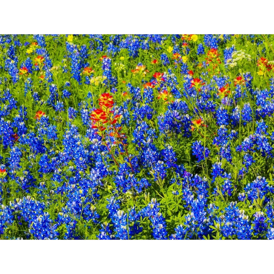 Bluebonnets and Indian paintbrush near Brenham Texas Poster Print by Sylvia Gulin Image 1