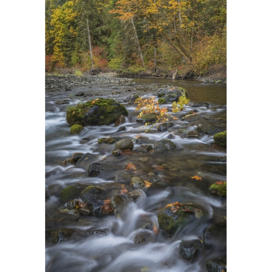 USA Washington State Olympic National Forest. Fall forest colors and river. Poster Print by Jaynes Gallery Image 1