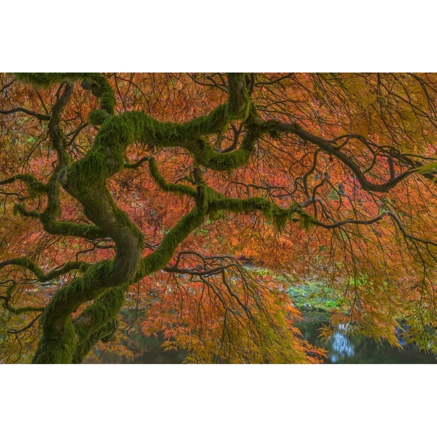 USA Washington State Bainbridge Island. Japanese maple tree in fall. Poster Print by Jaynes Gallery Image 1