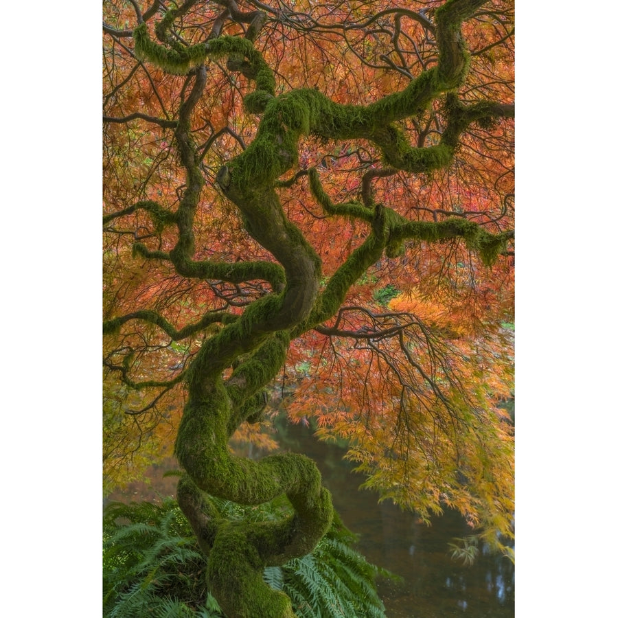 USA Washington State Bainbridge Island. Japanese maple tree in fall. Poster Print by Jaynes Gallery Image 1