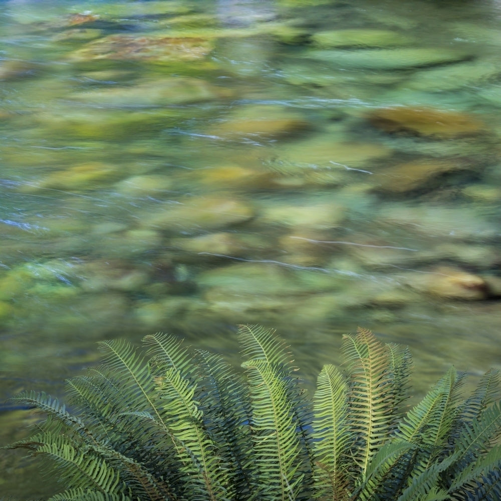 USA Washington State Olympic National Park. Sword ferns along Sol Duc River. Poster Print by Jaynes Gallery Image 1