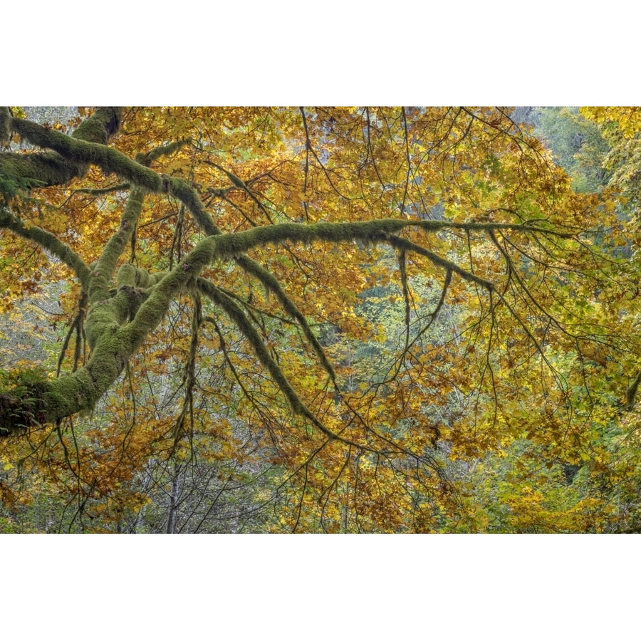 USA Washington State Seabeck. Bigleaf maple trees in Guillemot Cove Nature Preserve. Poster Print by Jaynes Gallery Image 1