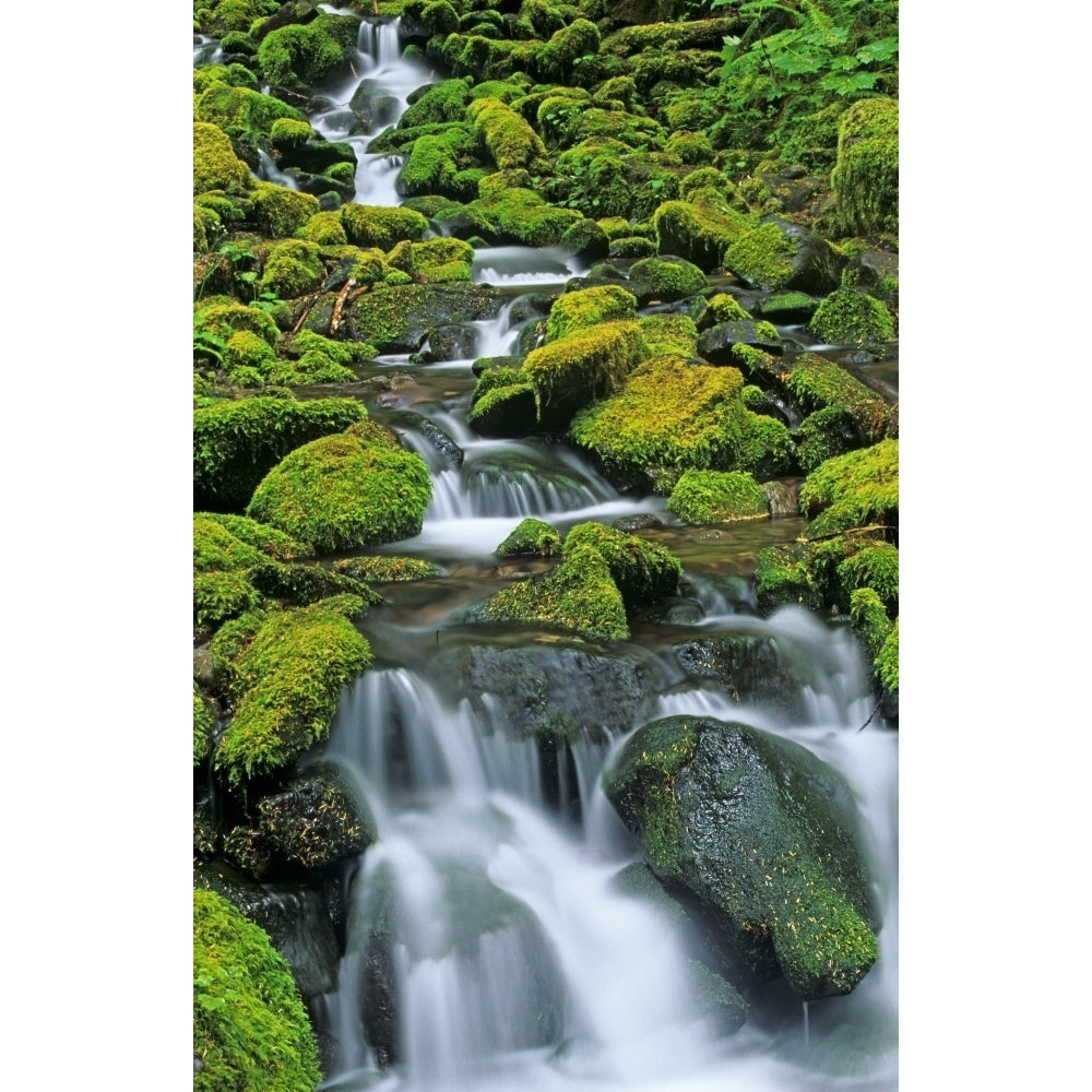 USA Washington State Olympic National Park. Creek cascade. Poster Print by Jaynes Gallery Image 1