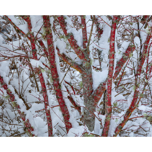 USA Washington State Seabeck Snow-covered coral bark Japanese maple tree Credit as: Don Paulson / Jaynes Gallery Poster Image 1