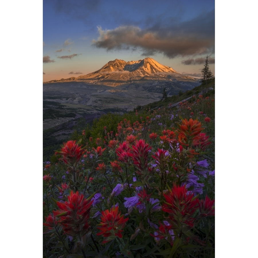 WA. Paintbrush and Penstemon wildflowers at Mount St. Helens Volcanic National Monument Poster Print by Gary Luhm Image 1