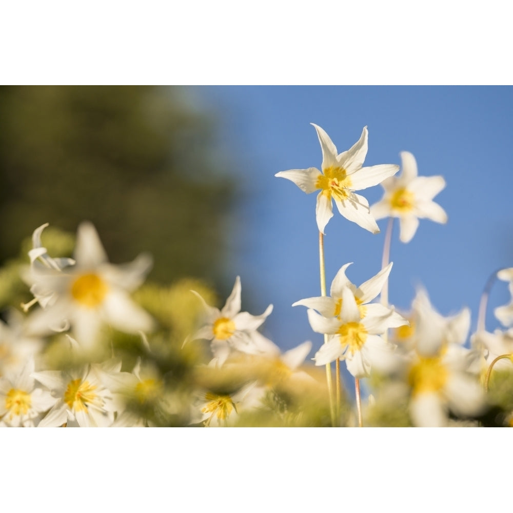 USA Washington State. Portrait of Avalanche Lily at Olympic National Park. Poster Print by Gary Luhm Image 1