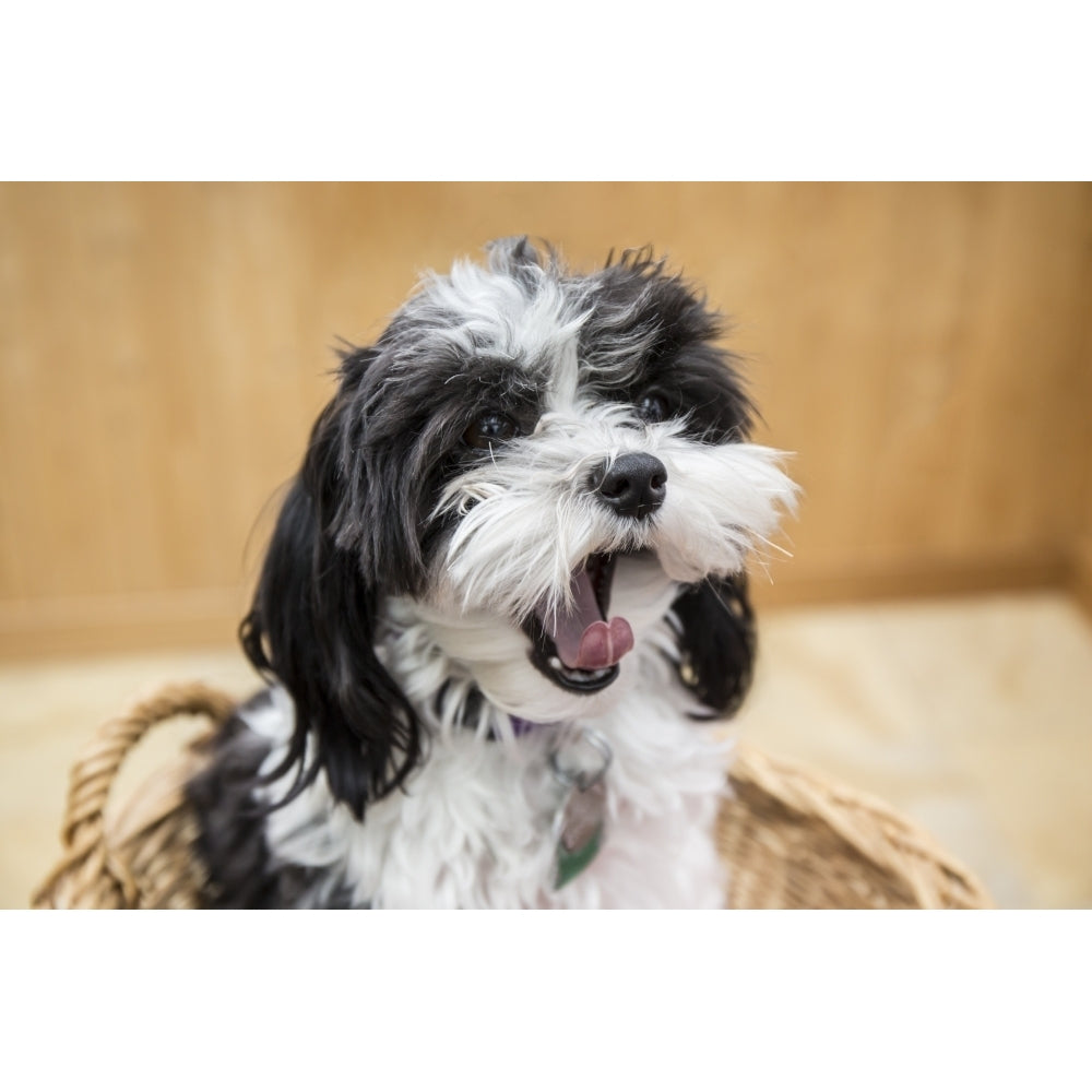 Maltipoo puppy sitting in a basket yawning. Poster Print by Janet Horton Image 1