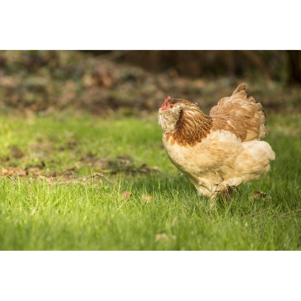 Issaquah WA. Free-ranging Salmon Faverolle chicken foraging. Poster Print by Janet Horton Image 1