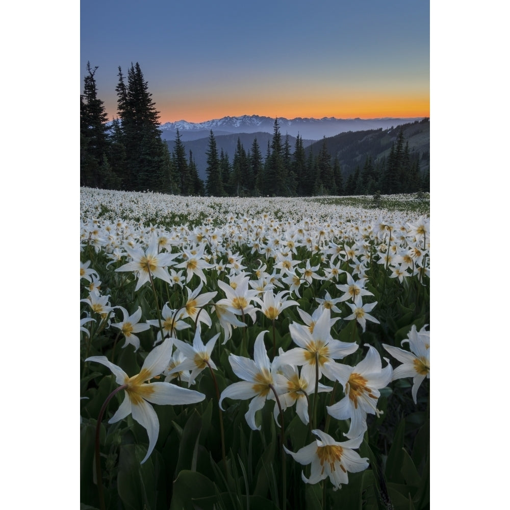 WA. Field of Avalanche Lily in subalpine meadow at sunset at Olympic NP. Poster Print by Gary Luhm Image 1