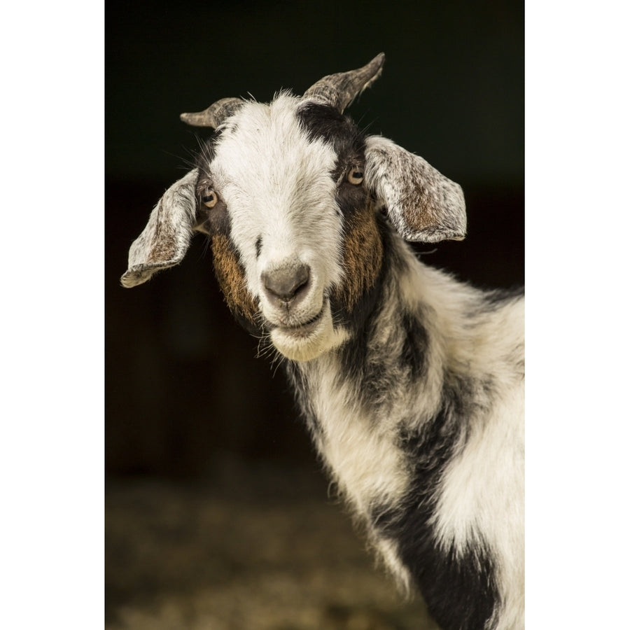 Issaquah WA. Mixed breed adult doe goat looking curiously out from the barn. Poster Print by Janet Horton Image 1