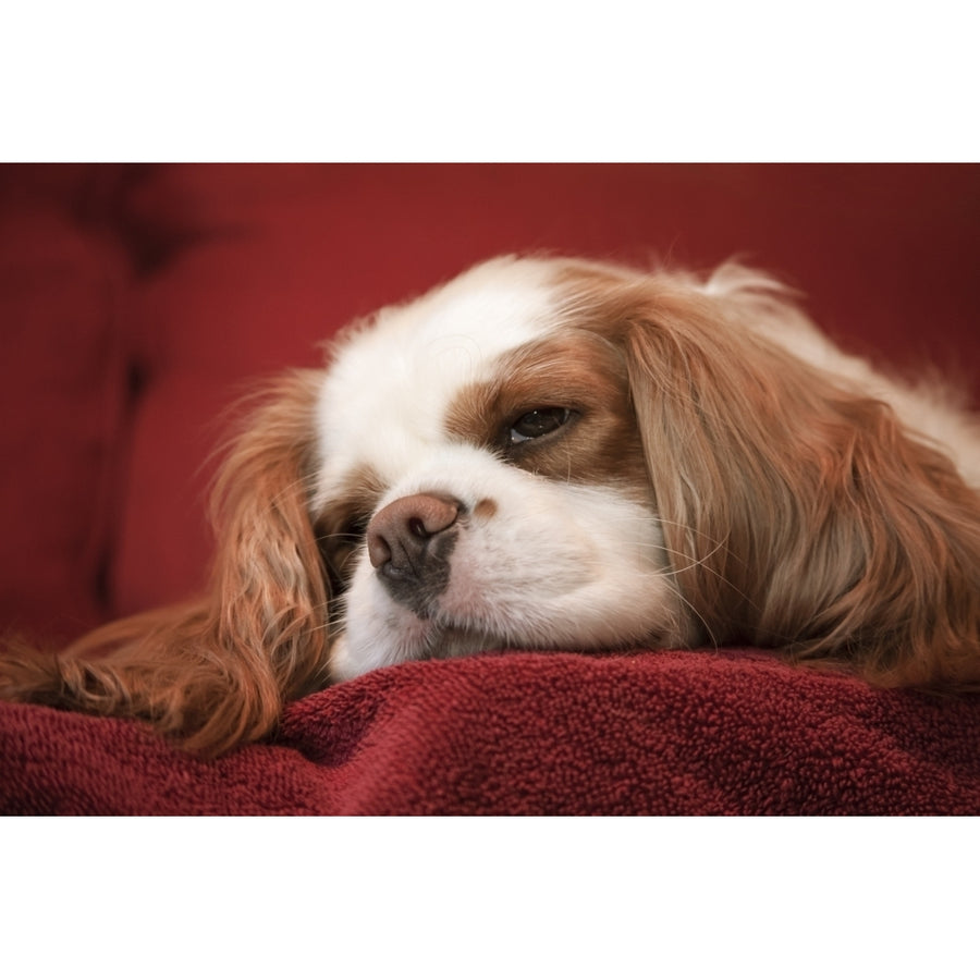 Mandy a Cavalier King Charles Spaniel sleeping on a towel-covered sofa. Poster Print by Janet Horton Image 1