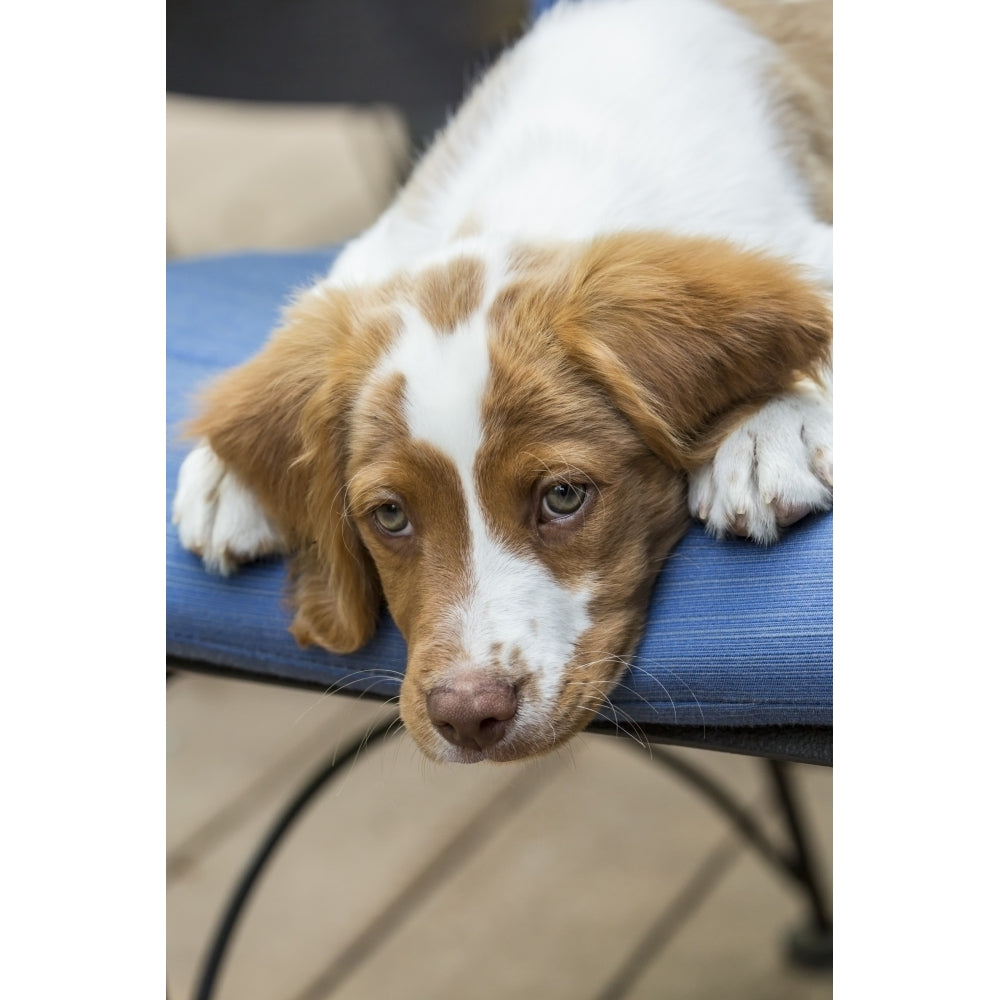 Issaquah WA. Close-up of a two month old Brittany Spaniel reclining on a patio chair. Poster Print by Janet Horton Image 1