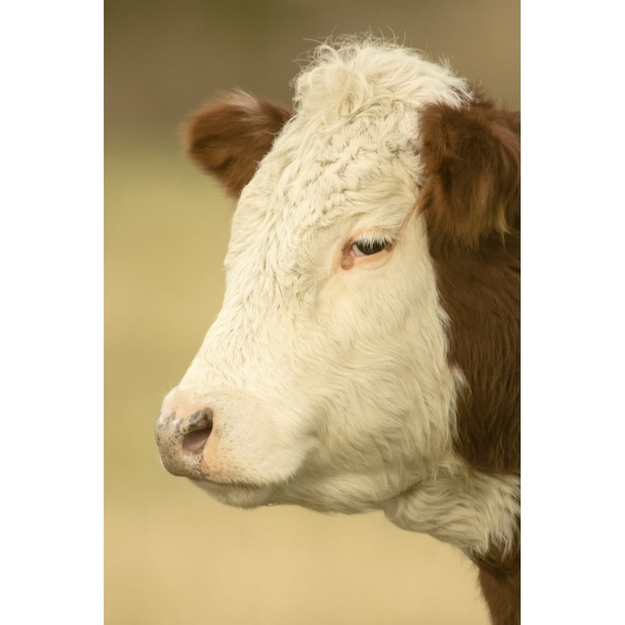 La Conner WA. Close-up portrait of a Hereford cow in pasture. Poster Print by Janet Horton Image 1