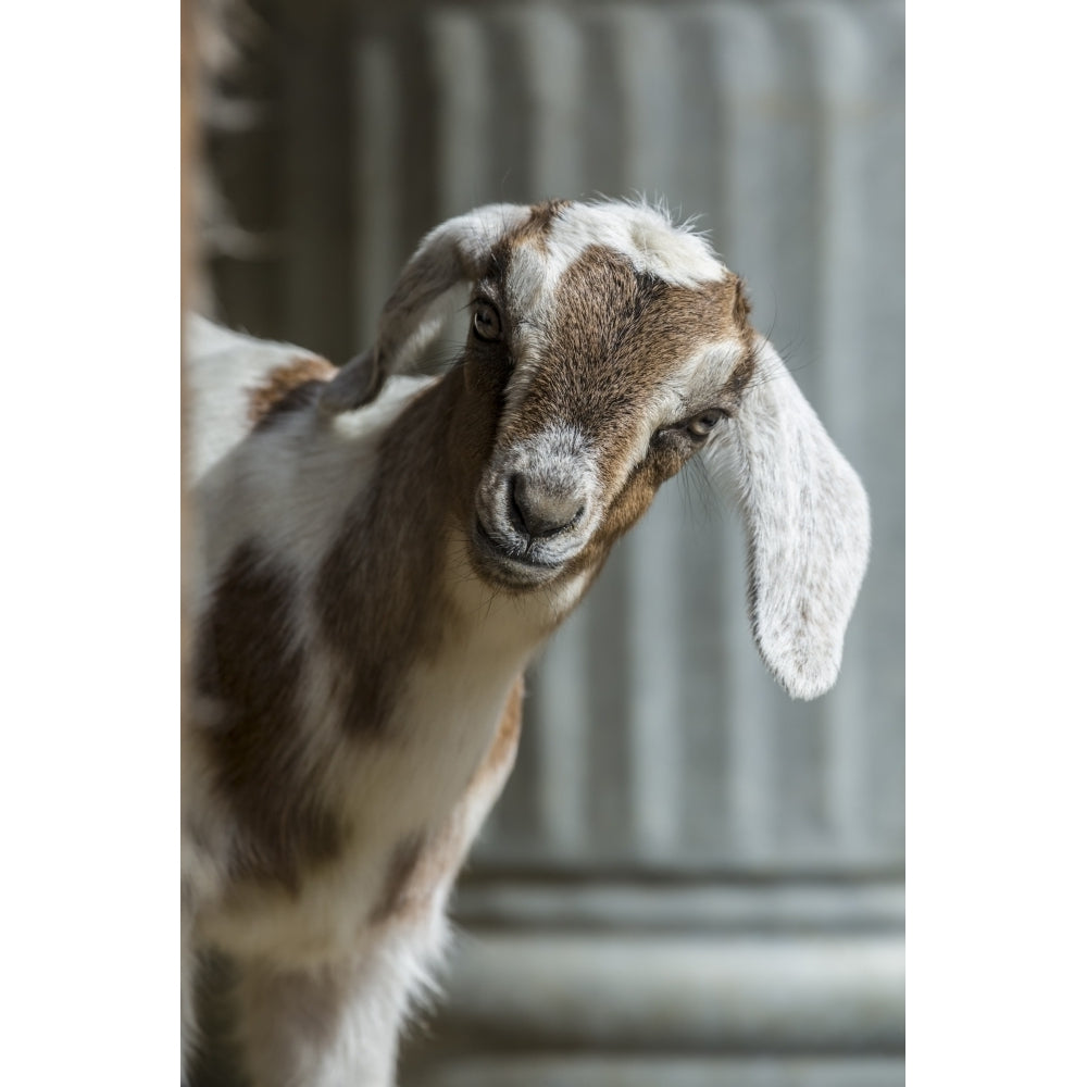 Issaquah WA. 12 day old mixed breed Nubian and Boer goat kid Poster Print by Janet Horton Image 1