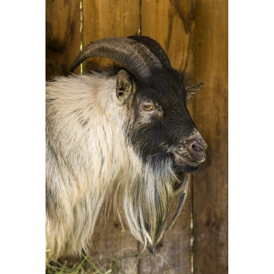 Issaquah WA. African Pygmy goat portrait. Poster Print by Janet Horton Image 1