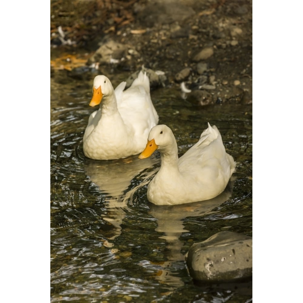 Issaquah WA. Domestic free-range Pekin ducks swimming in a stream by their farm. Poster Print by Janet Horton Image 1