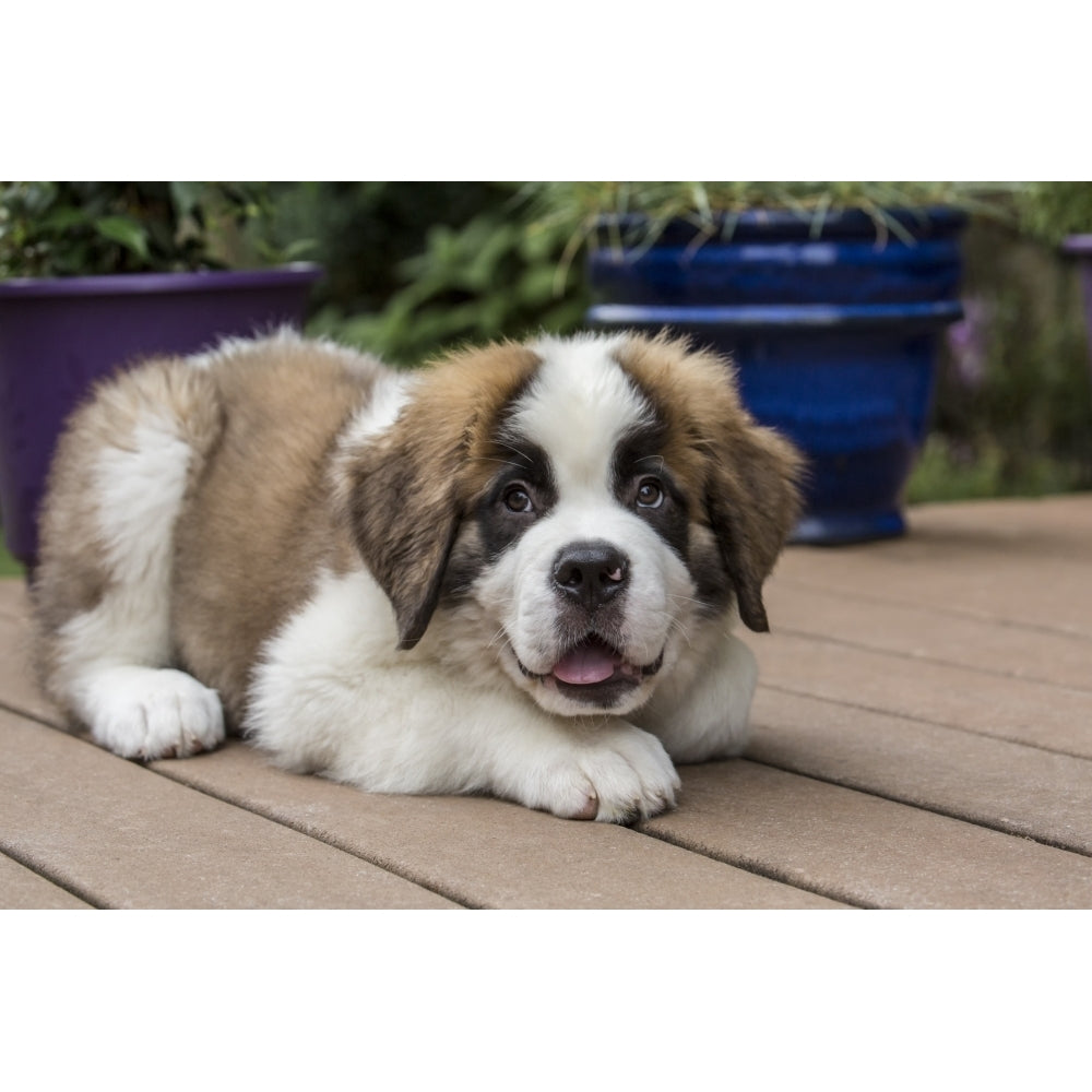 Renton WA. Three month old Saint Bernard puppy with a playful happy look ready for more play. Poster Print by Janet Image 1