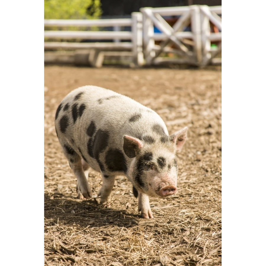 The Kunekune is a small breed of domestic pig with a docile friendly nature Poster Print by Janet Horton Image 1