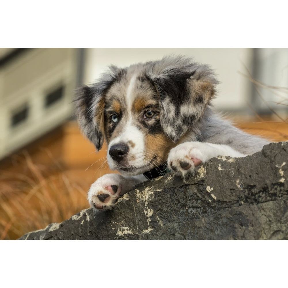 Three month old Blue Merle Australian Shepherd puppy resting and looking out over a rock ledge Poster Print by Janet Image 1