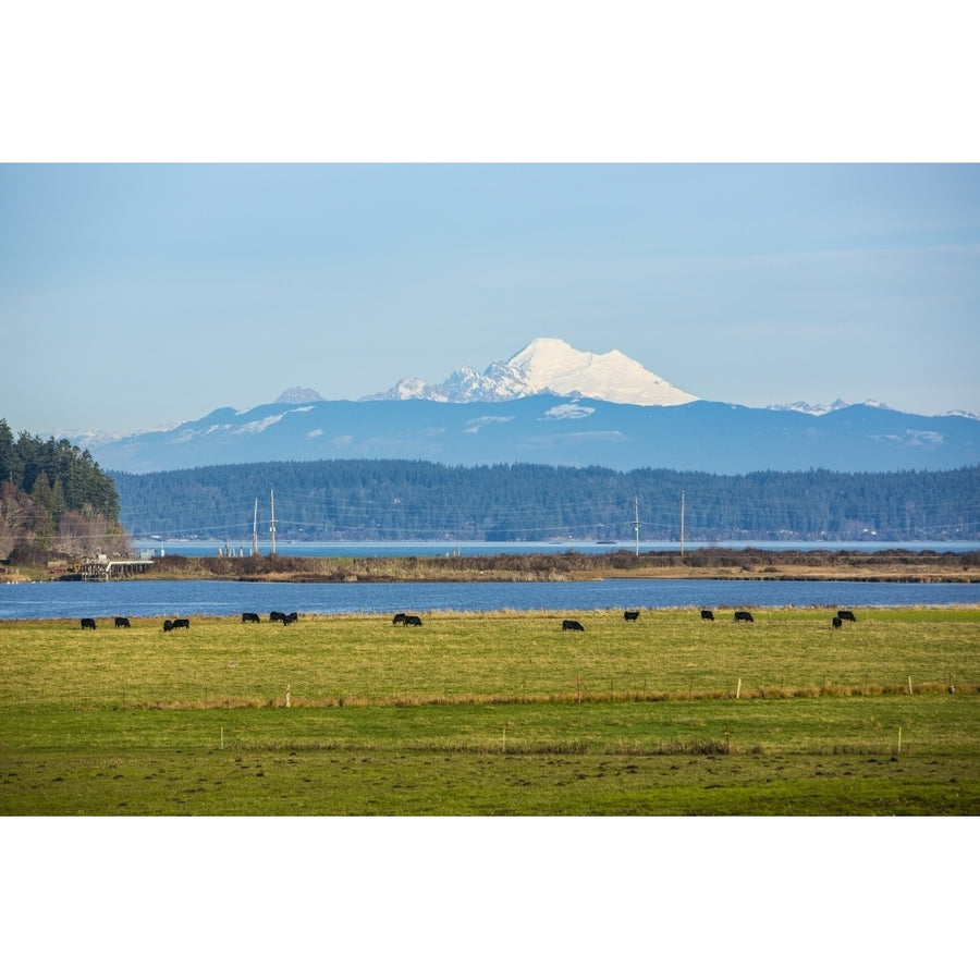 Whidbey Island Washington State. Snowcapped Mount Baker the Puget Sound black cows and a pasture Poster Print by Jolly Image 1