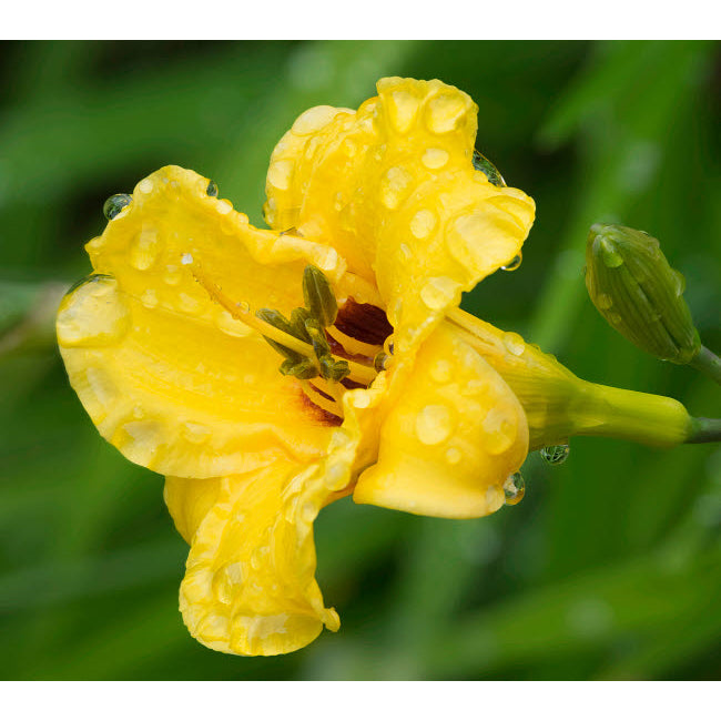 USA Washington State Daylily Stella dOro Poster Print by Jamie and Judy Wild US48JWI5156 Image 1