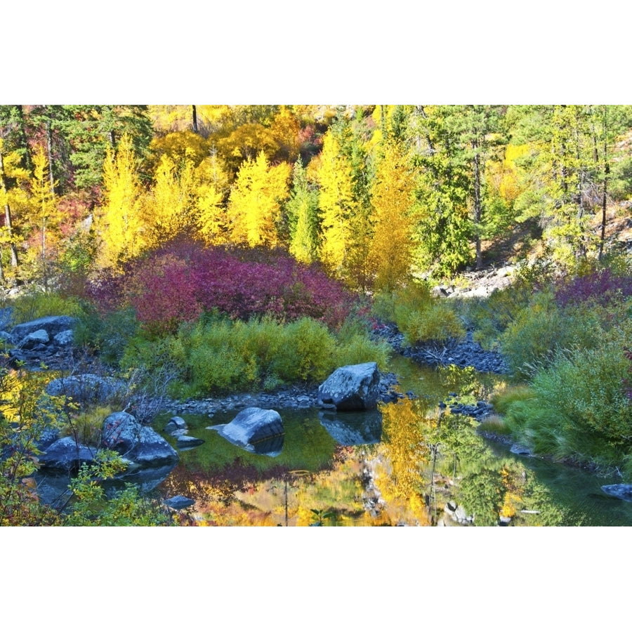 Autumn foliage Tumwater Canyon Wenatchee National Forest WA. Poster Print by Michel Hersen Image 1