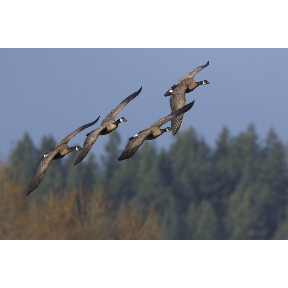 Greater Canada geese flying Poster Print by Ken Archer Image 1