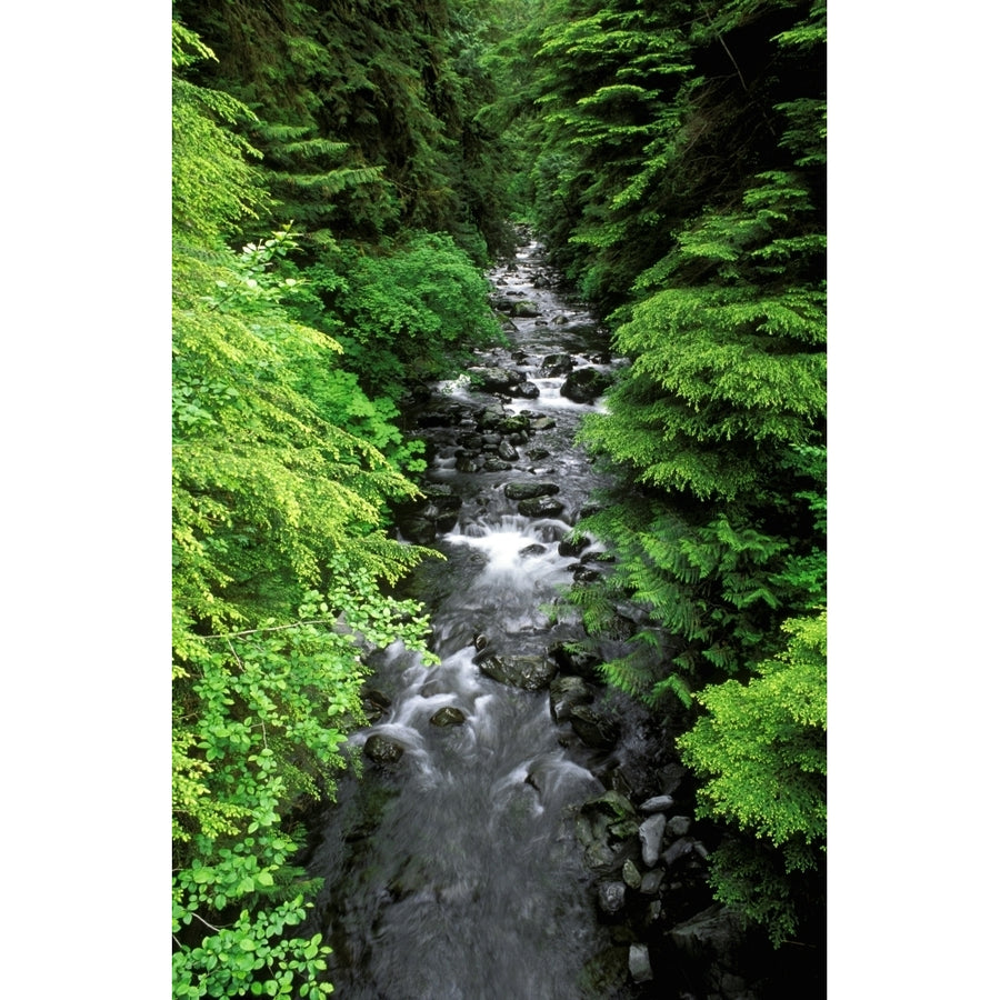 Dense forest along Howe Creek in the Quinault Rain Forest Olympic National Park WA. Poster Print by Russ Bishop Image 1