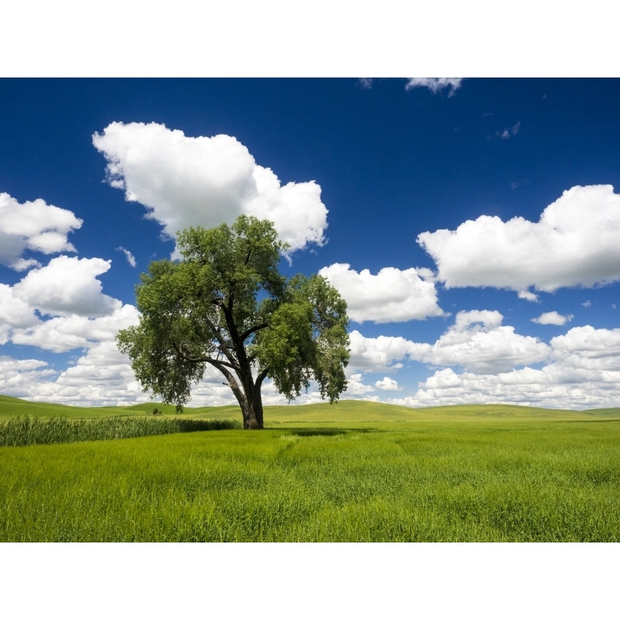 Lone old oak tree in wheat field Poster Print by Terry Eggers Image 1