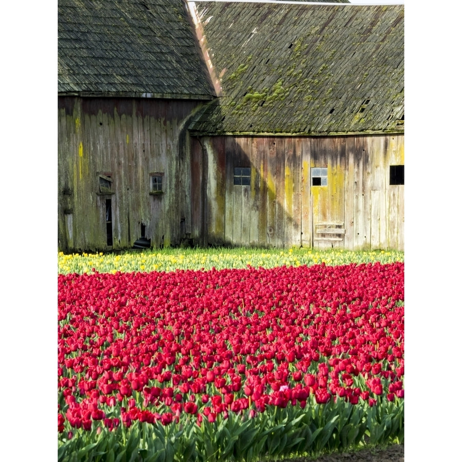 USA Washington State Skagit Valley. Tulip field and barn Poster Print by Terry Eggers Image 1