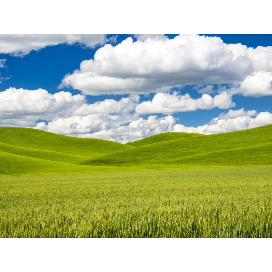 USA Washington State Palouse Region. Spring wheat field with Puffy clouds Poster Print by Terry Eggers Image 1