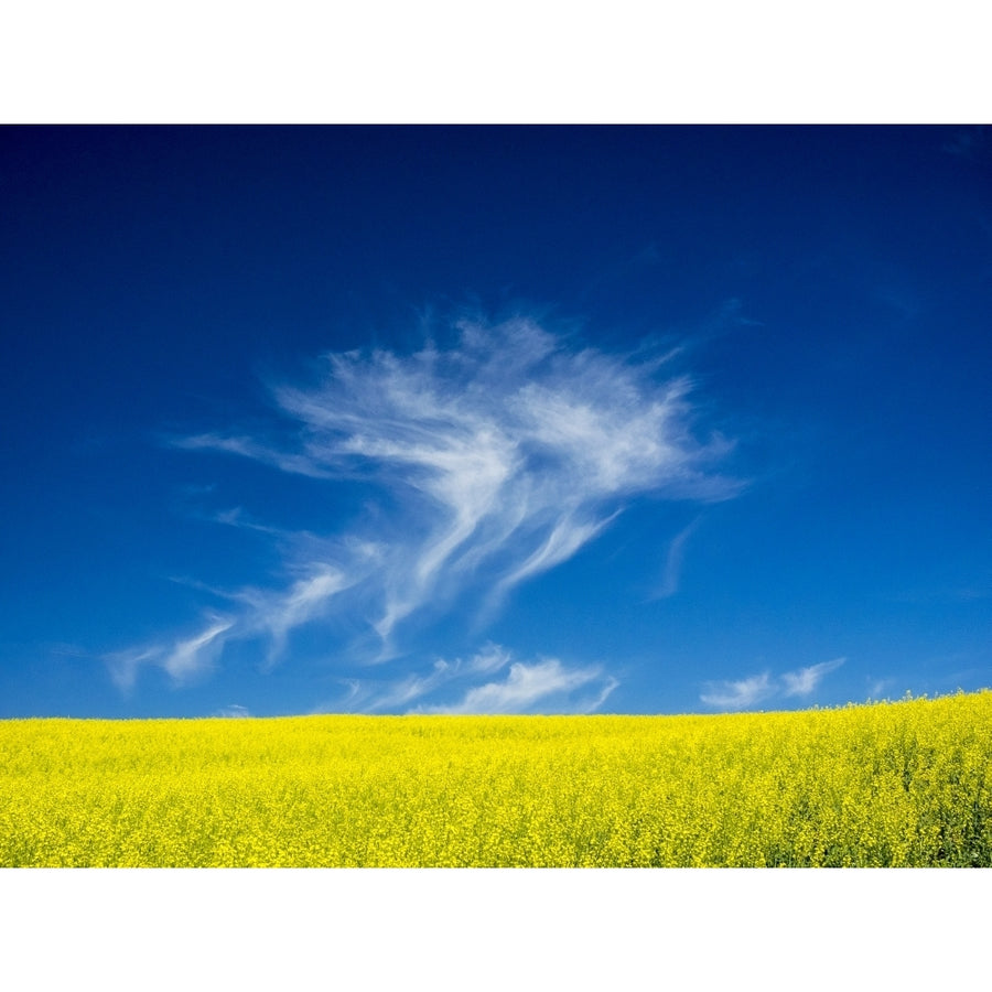 USA Washington State Palouse Region. Spring Canola field Poster Print by Terry Eggers Image 1