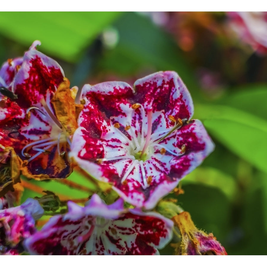 Red and white mountain laurel close-up. Poster Print by William Perry Image 1