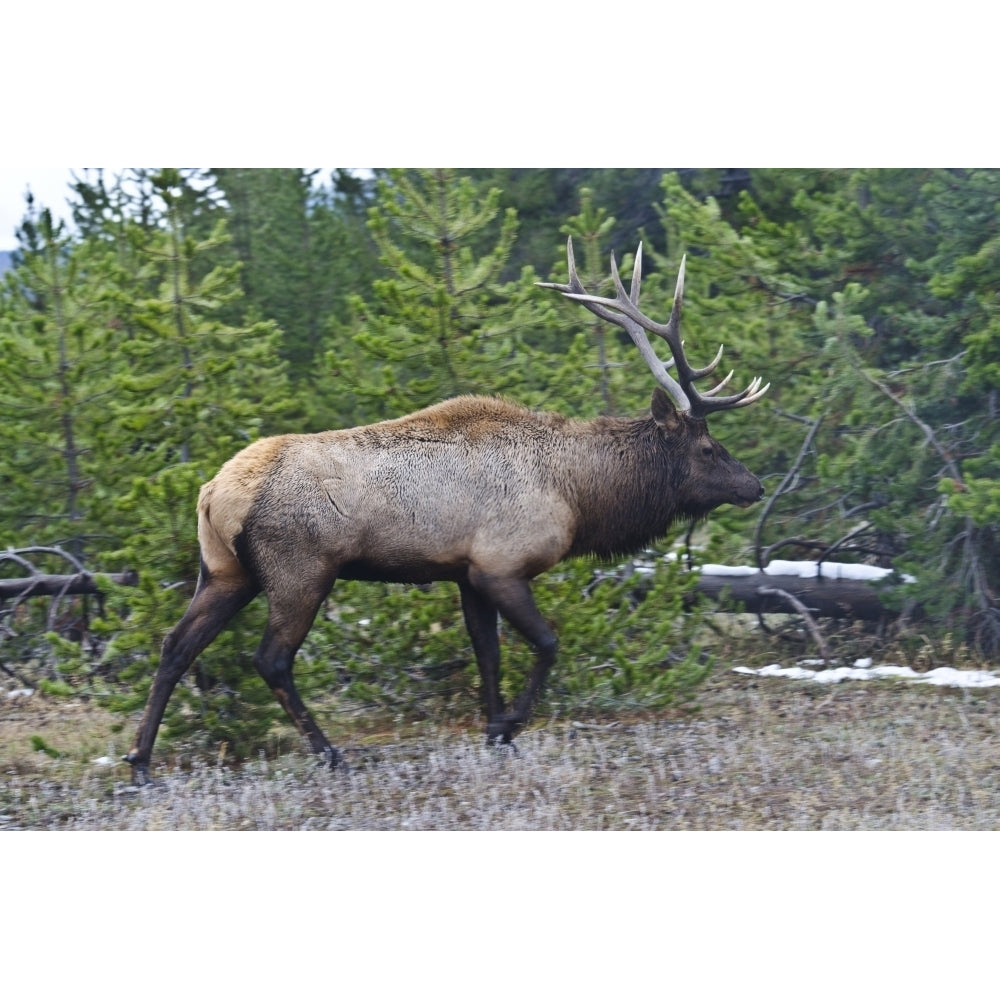 USA Wyoming Yellowstone National Park. West Thumb male Elk Poster Print by Bernard Friel Image 1