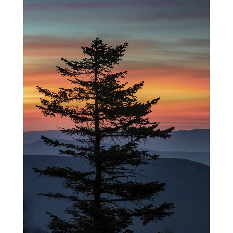 USA West Virginia Blackwater Falls State Park. Tree and landscape at sunset. Poster Print by Jaynes Gallery Image 1