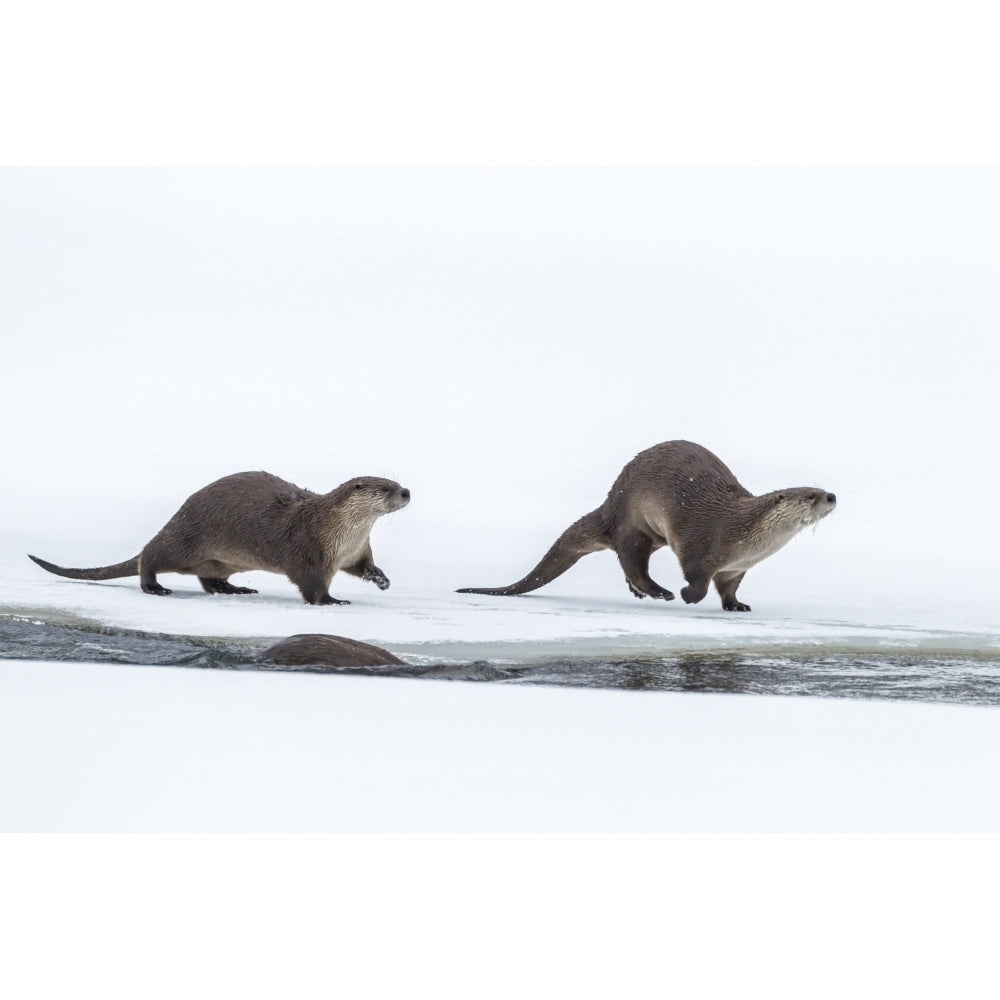 USA Wyoming Grand Teton National Park. River otters on snow. Poster Print by Jaynes Gallery Image 1