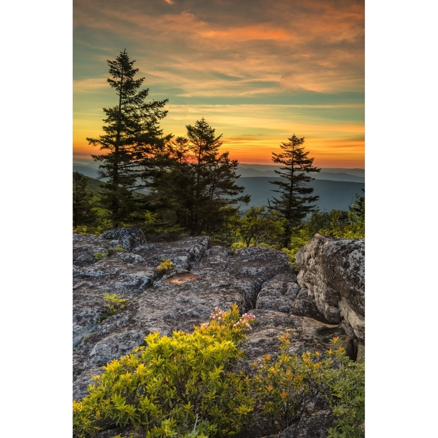 USA West Virginia Blackwater Falls State Park. Tree and landscape at sunset. Poster Print by Jaynes Gallery Image 1