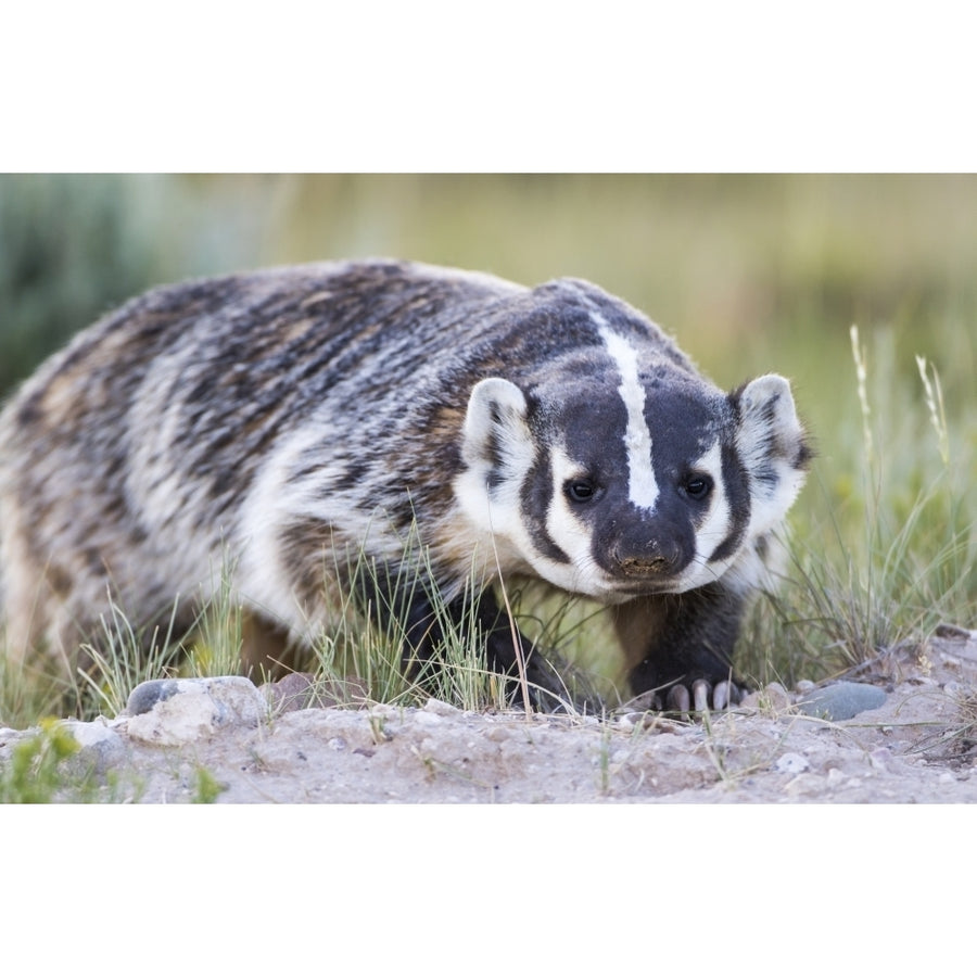 Wyoming Sublette County. Badger walking in a grassland showing its long claws Poster Print by Elizabeth Boehm Image 1