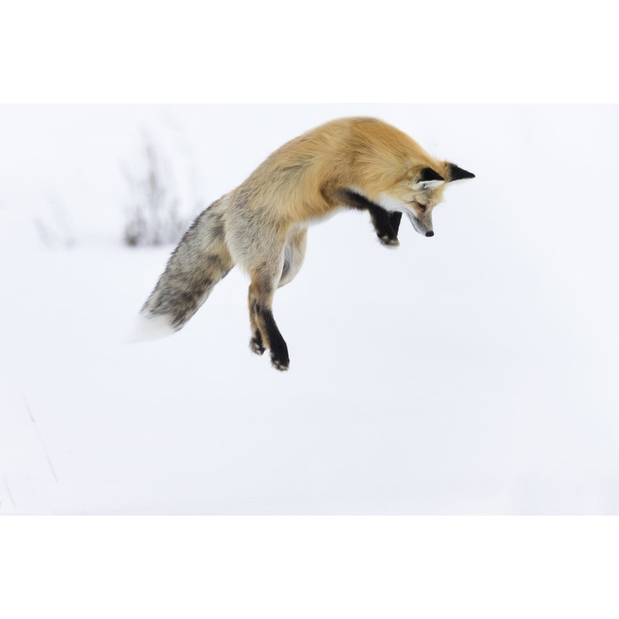 Usa Wyoming Yellowstone National Park. Red fox leaping to break through the snow to get a rodent. Poster Print by Ellen Image 1