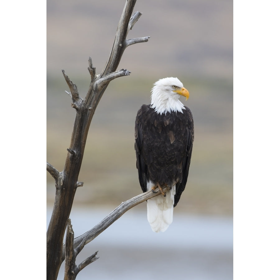 USA Wyoming Sublette County. Adult Bald Eagle sitting on a snag above Soda Lake. Poster Print by Elizabeth Boehm Image 1