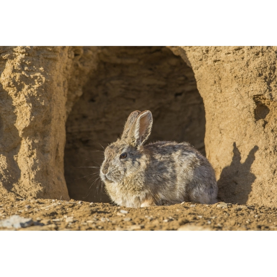 Lincoln County Wyoming. Cottontail Rabbit sits in front of its den creating a rabbit-eared shadow. Poster Print by Image 1