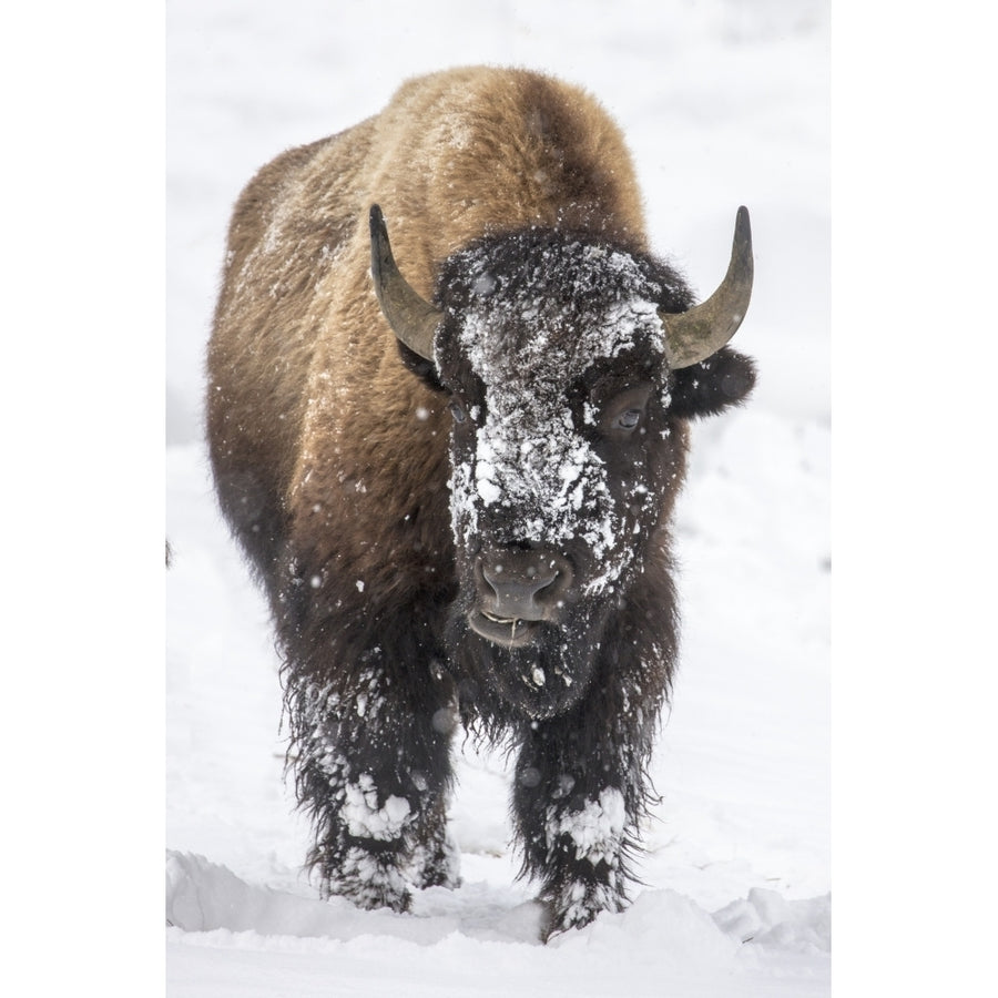 Bison bull with snowy face in Yellowstone National Park Wyoming USA Poster Print by Chuck Haney Image 1